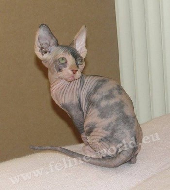 sphynx_5 (RACE)